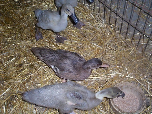 Rare Isabella Brahma - Snowdrop Organic Runner Ducks